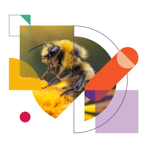 A bee pollinates a yellow flower.